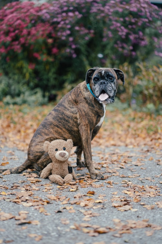 Finiaweise-Coaching-Therapie-tiergestuetzte-Therapie-Finia