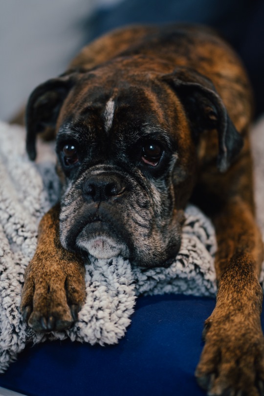 Finiaweise-Coaching-Therapie-tiergestuetzte-Therapie